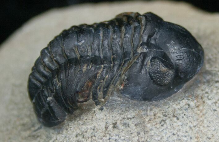 Bargain Reedops Trilobite - Inches #5361